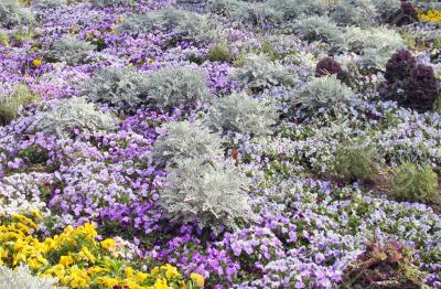 Field of Flowers