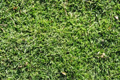 Grass Texture