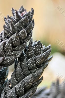 Haworthia Reinwardtii Cactus