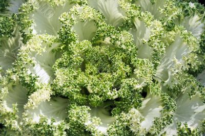 Ornamental Cabbage