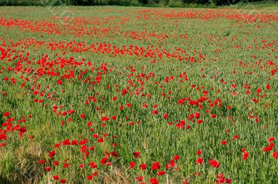 Field of Poppies