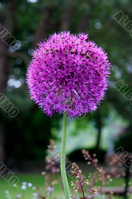 Allium giganteum
