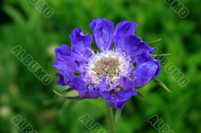 Scabious (Scabiousa Perfecta)