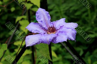 Clematis (Lawsoniana)