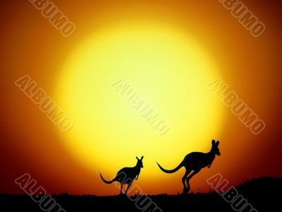 Kangaroo at sunset