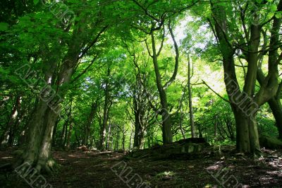 Sunlight through the Trees