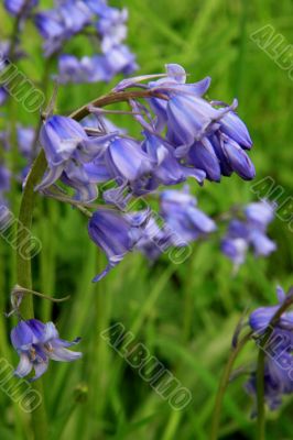 Common Bluebell