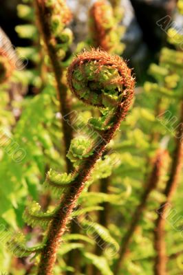 Wild Ferns
