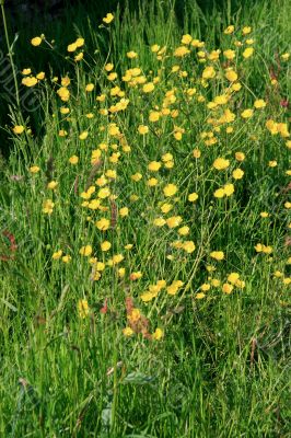 Buttercups