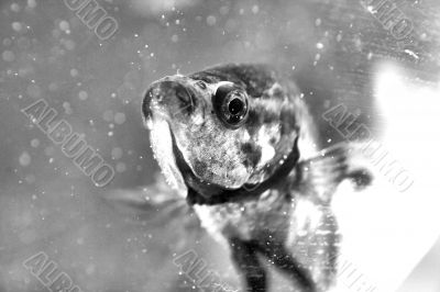 Wild Fish