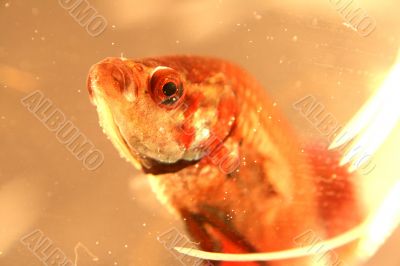 Wild Fish
