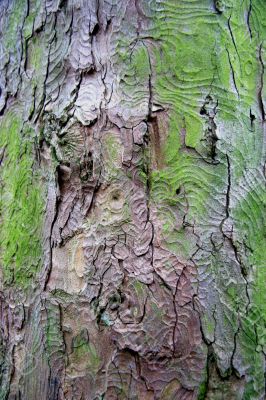 Patterns in Bark