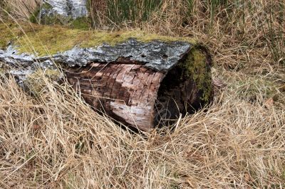 Decaying Tree