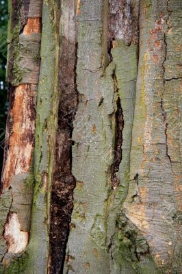 Tree Bark