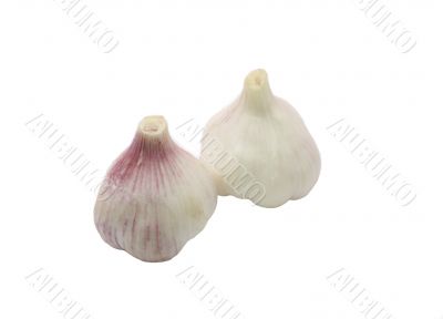 Two freshness garlics