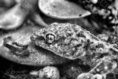 Lizard