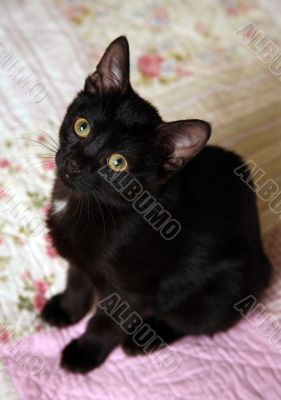 Portrait of a cat