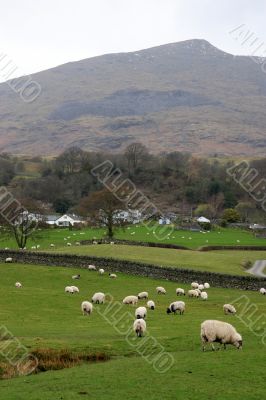 Sheep near Coniston