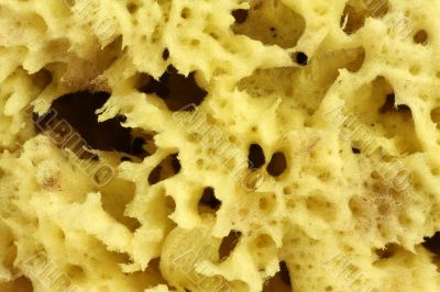 Natural Sponge