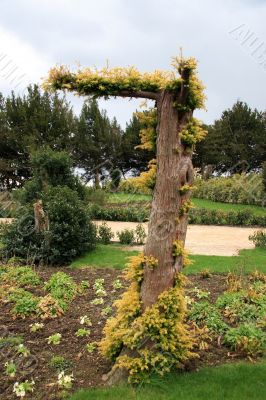 Tree Sprouting