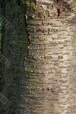 Tree Bark