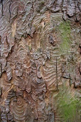 Bark of Tree