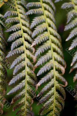 Fern (Bracken)