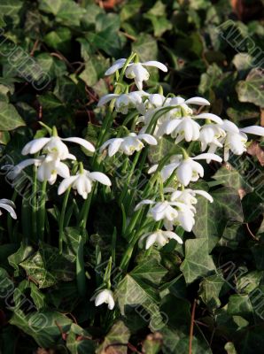 Common Snowdrop (Galanthus nivalis)