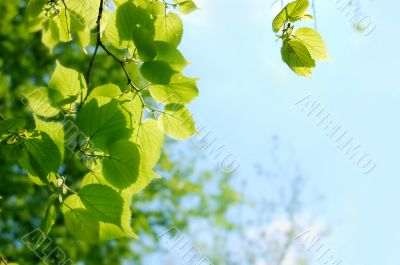 Leaves