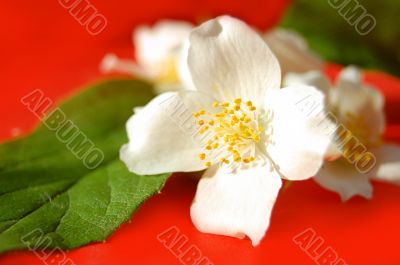Jasmine