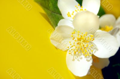 Jasmine