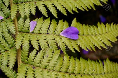 Fern (Bracken)