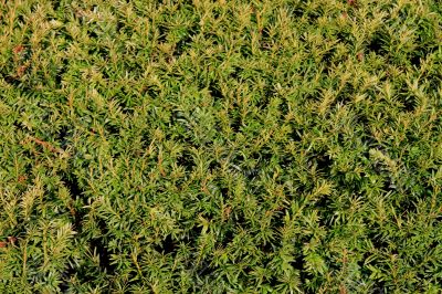 Common Yew (Taxus baccata)