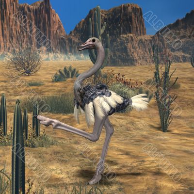 Ostrich-3D Animal
