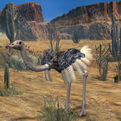 Ostrich-3D Animal