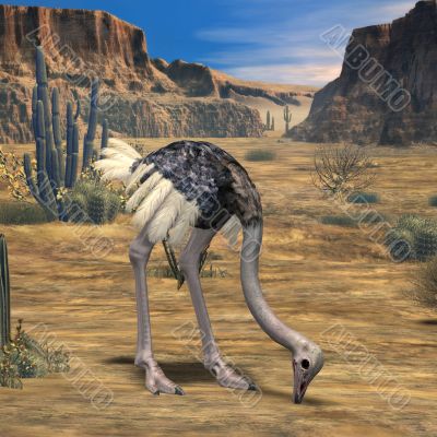 Ostrich-3D Animal