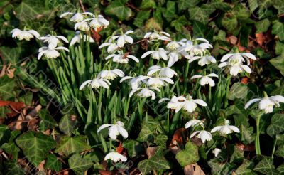 Common Snowdrop (Galanthus nivalis)