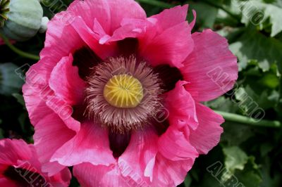 Oriental Poppy (Papaver orientalis)