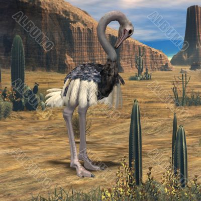 Ostrich-3D Animal