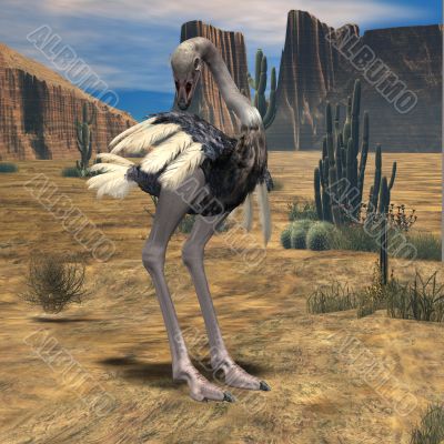 Ostrich-3D Animal