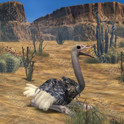 Ostrich-3D Animal