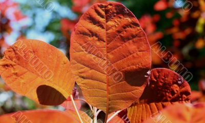 Rhus (Sumac)