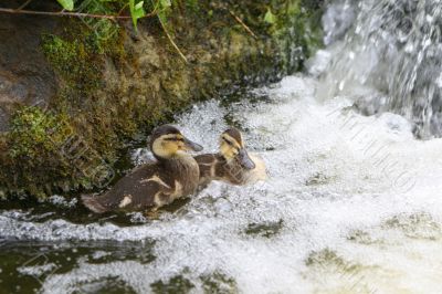 ducklings