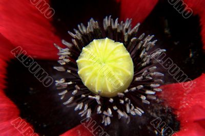 Oriental poppy (Papaver orientale)
