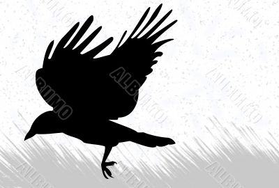 Crow silhouette