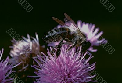 Honey Bee