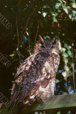 Long-eared Owl (Asio otus)