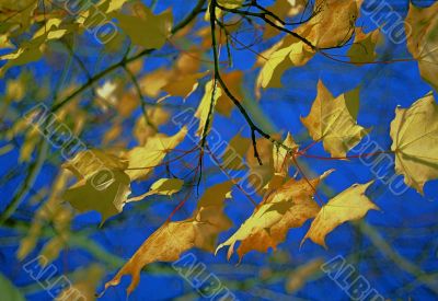 Autumn Leaves