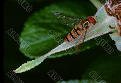 Common Hover Fly