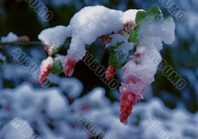 Snow coverd Ribes (Grossulariaceae)